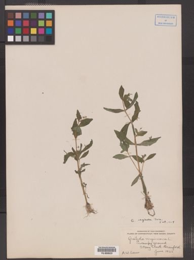 Gratiola neglecta