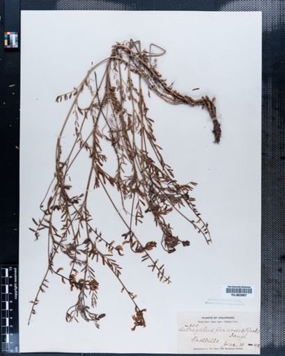 Astragalus