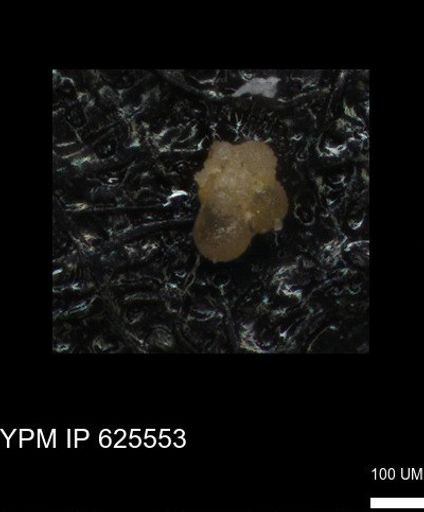 undet. Rugoglobigerinidae