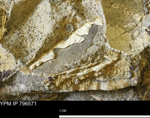 undet. Mollusca