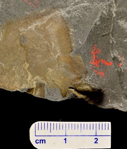 Eddya sullivanensis