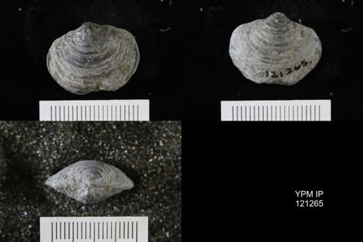 Athyris sp.