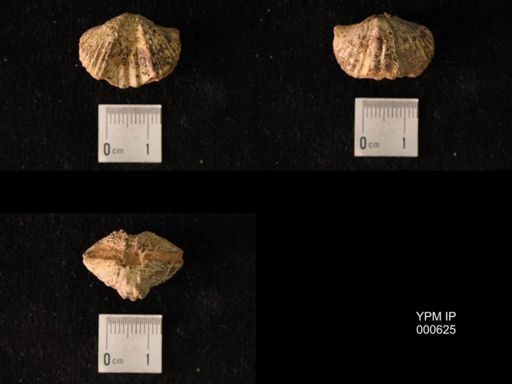 Platystrophia dentata