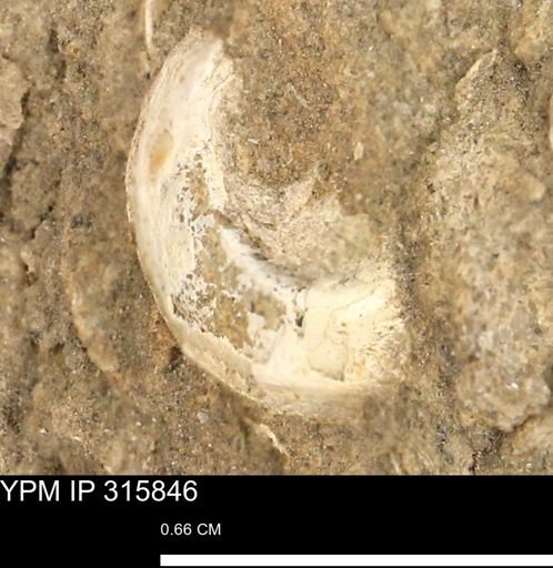 undet. Mollusca