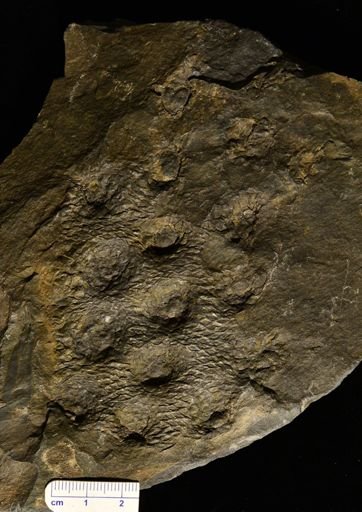 Syringodendron sp.
