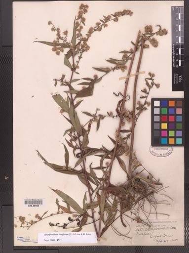 Symphyotrichum lateriflorum