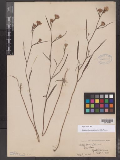 Symphyotrichum tenuifolium