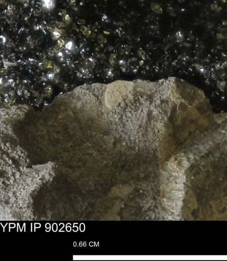 undet. Mollusca