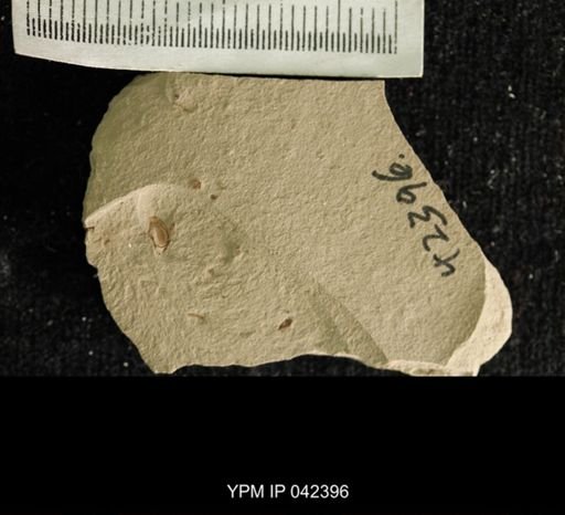 undet. Hexapoda