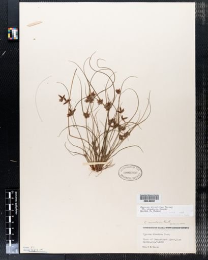 Cyperus bipartitus