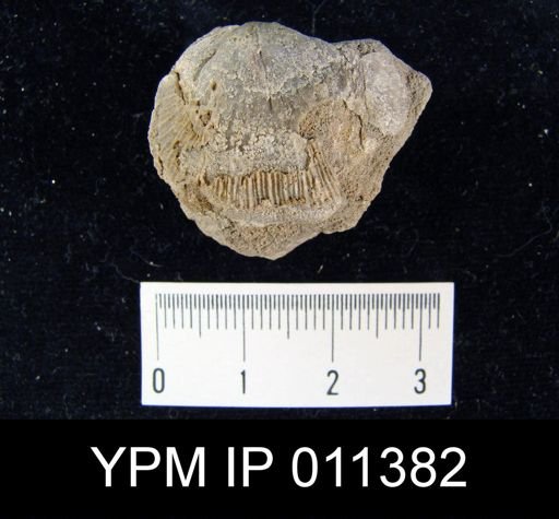 Derbya? crenulata