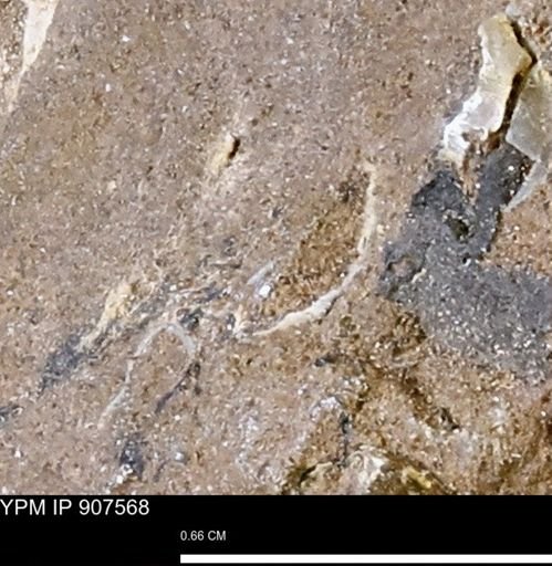 undet. Mollusca