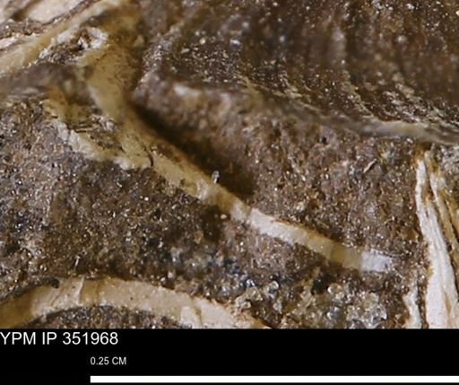 undet. Mollusca