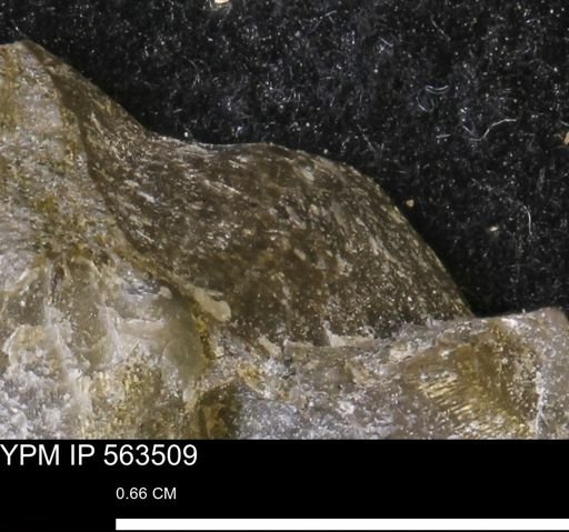 Oxytoma (Hypoxytoma) sp.