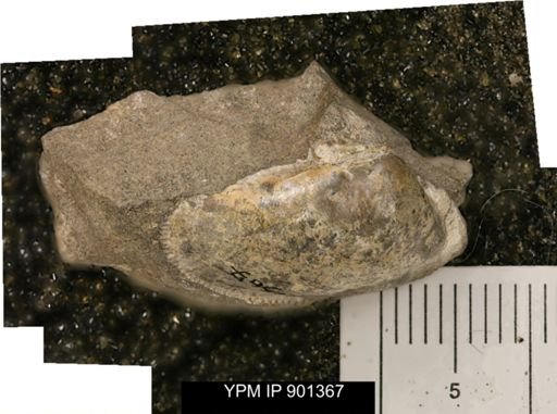 undet. Mollusca