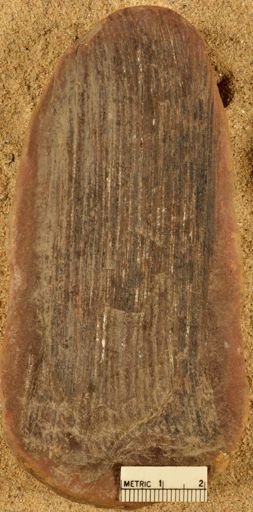 Calamites sp.