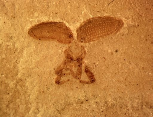 undet. Coleoptera