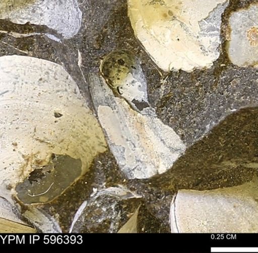 Limopsis? striatopunctatus
