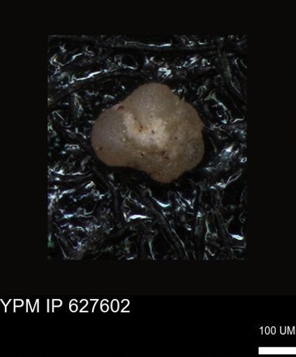 undet. Foraminiferida