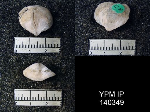 Athyris capillata