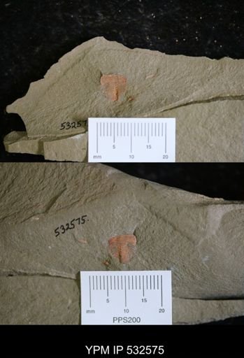 Chelicerata