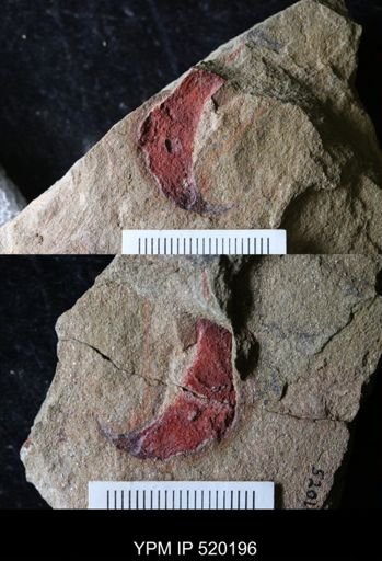 undet. Arthropoda