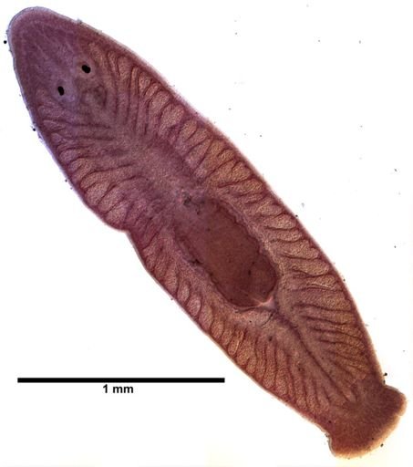 Bdelloura candida
