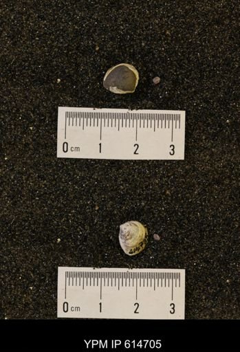 Limopsis striatopunctatus