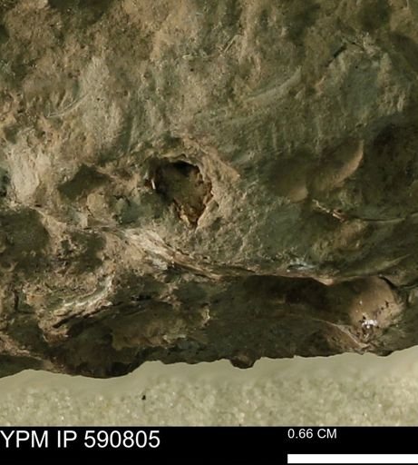 undet. Bivalvia