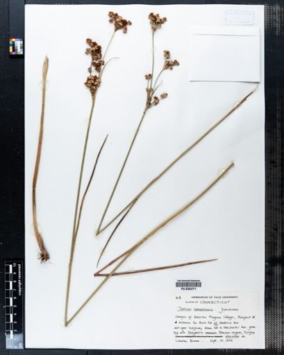 Juncus canadensis