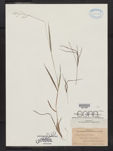 Panicum bicknellii