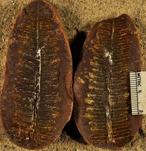 Pecopteris unitus