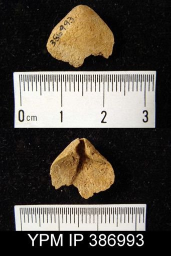 Meristella sp.