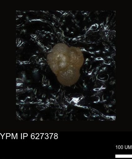 undet. Foraminiferida