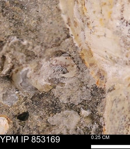Clisocolus?
