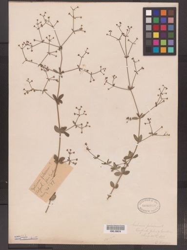 Galium pilosum