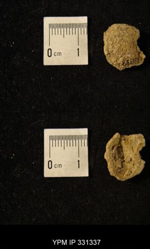 undet. Crinoidea