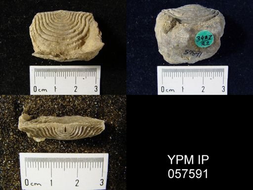 Leptaena rhomboidalis