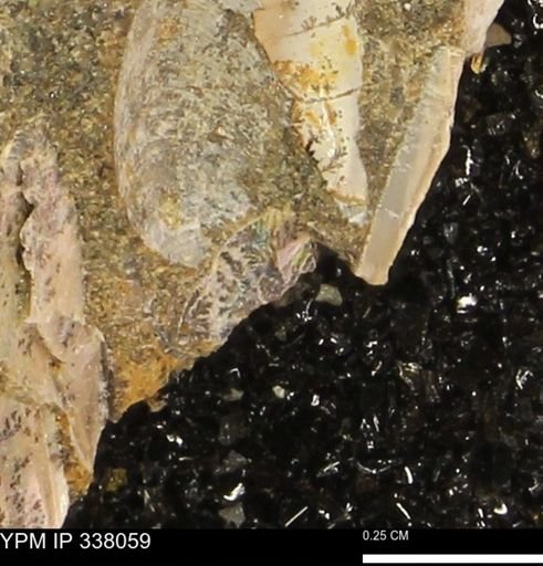 undet. Bivalvia