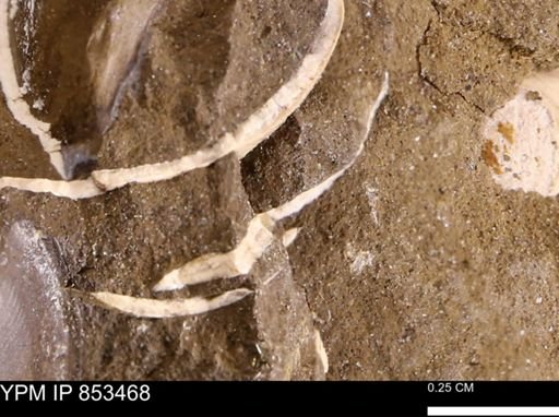undet. Bivalvia