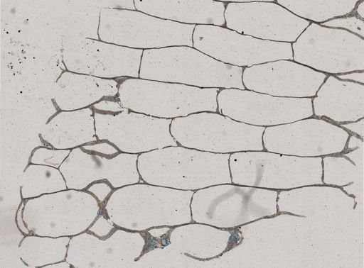 Watersipora cucullata