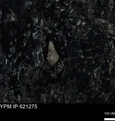 undet. Heterohelicidae