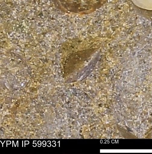 Protocardia subquadrata
