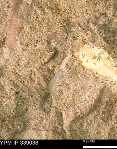 undet. Bivalvia