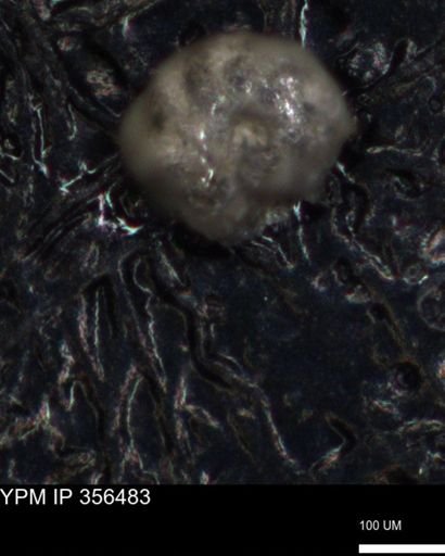 undet. Foraminiferida