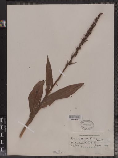 Habenaria flava var. virescens