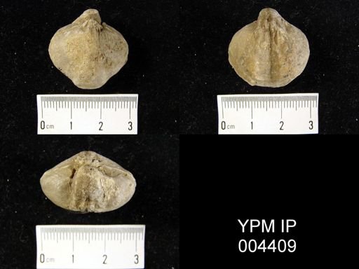 Athyris concentrica