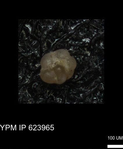 undet. Foraminiferida