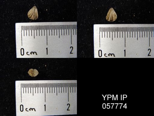 Camarotoechia bialveata