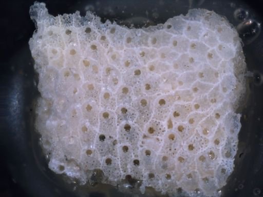 Parasmittina californiensis